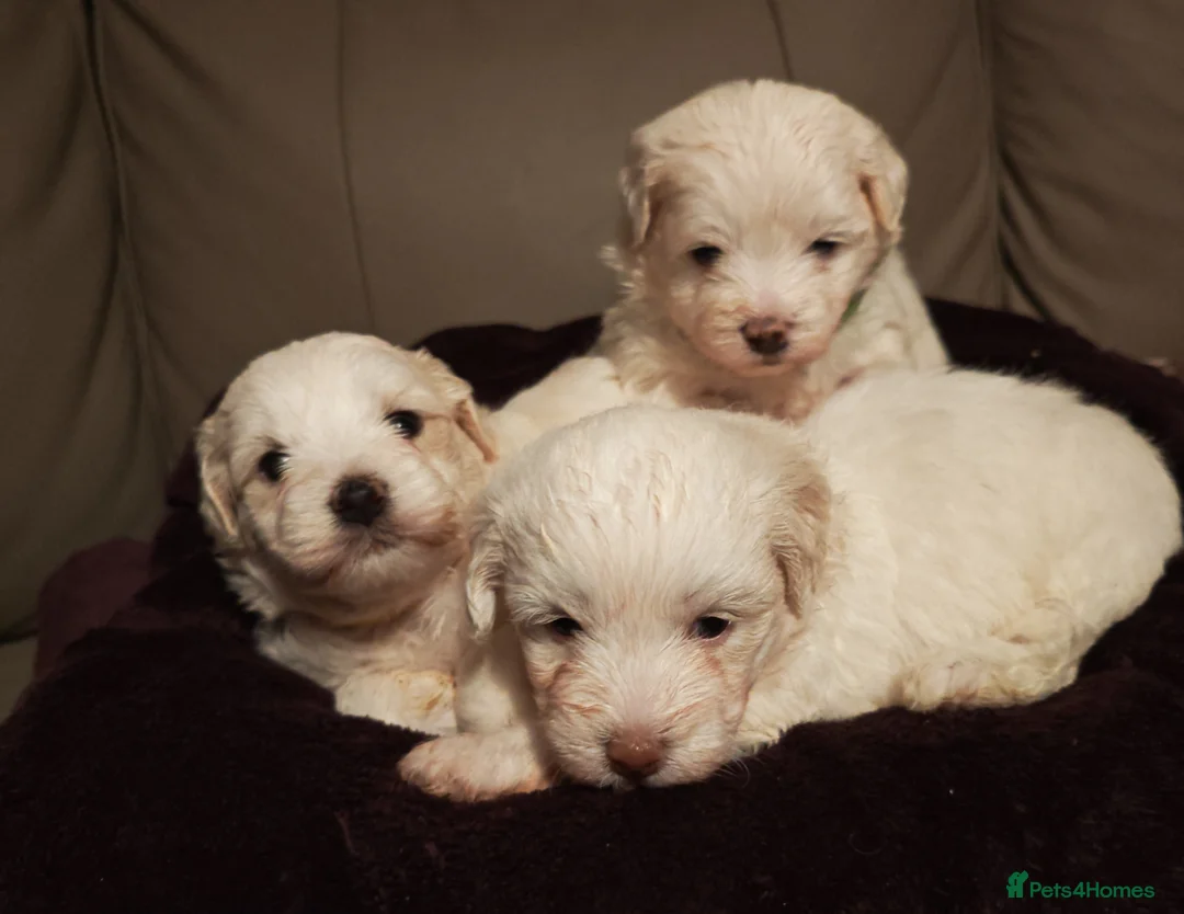Mixed Breed dogs for sale: Maltipoo x Coton de Tulear Puppies – 5 Males - Advert 1