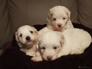 Mixed Breed dogs Maltipoo x Coton de Tulear Puppies – 5 Males - Advert 1