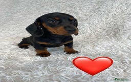 Miniature Dachshund dogs for sale: Miniature duscuhund  - Image 13