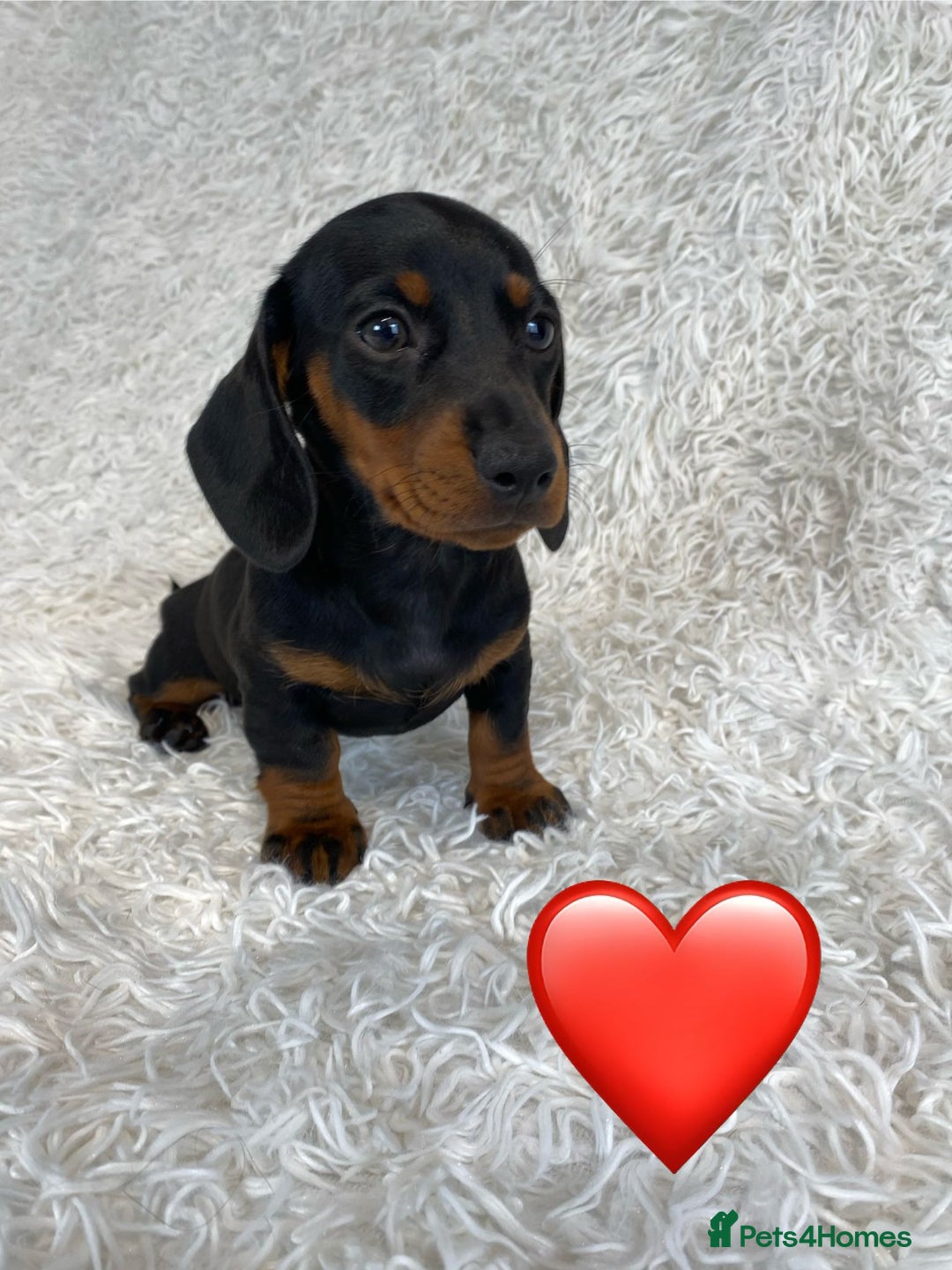 Miniature Dachshund dogs for sale: Miniature duscuhund  - Image 13