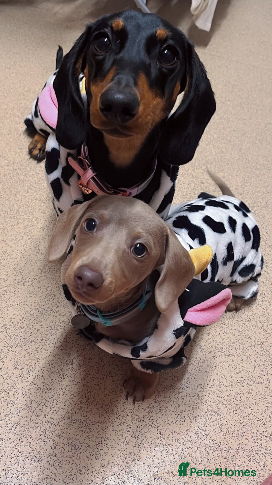 Miniature Dachshund dogs for sale: loving forever home needed for my 2 Mini Dachshund - Advert 9