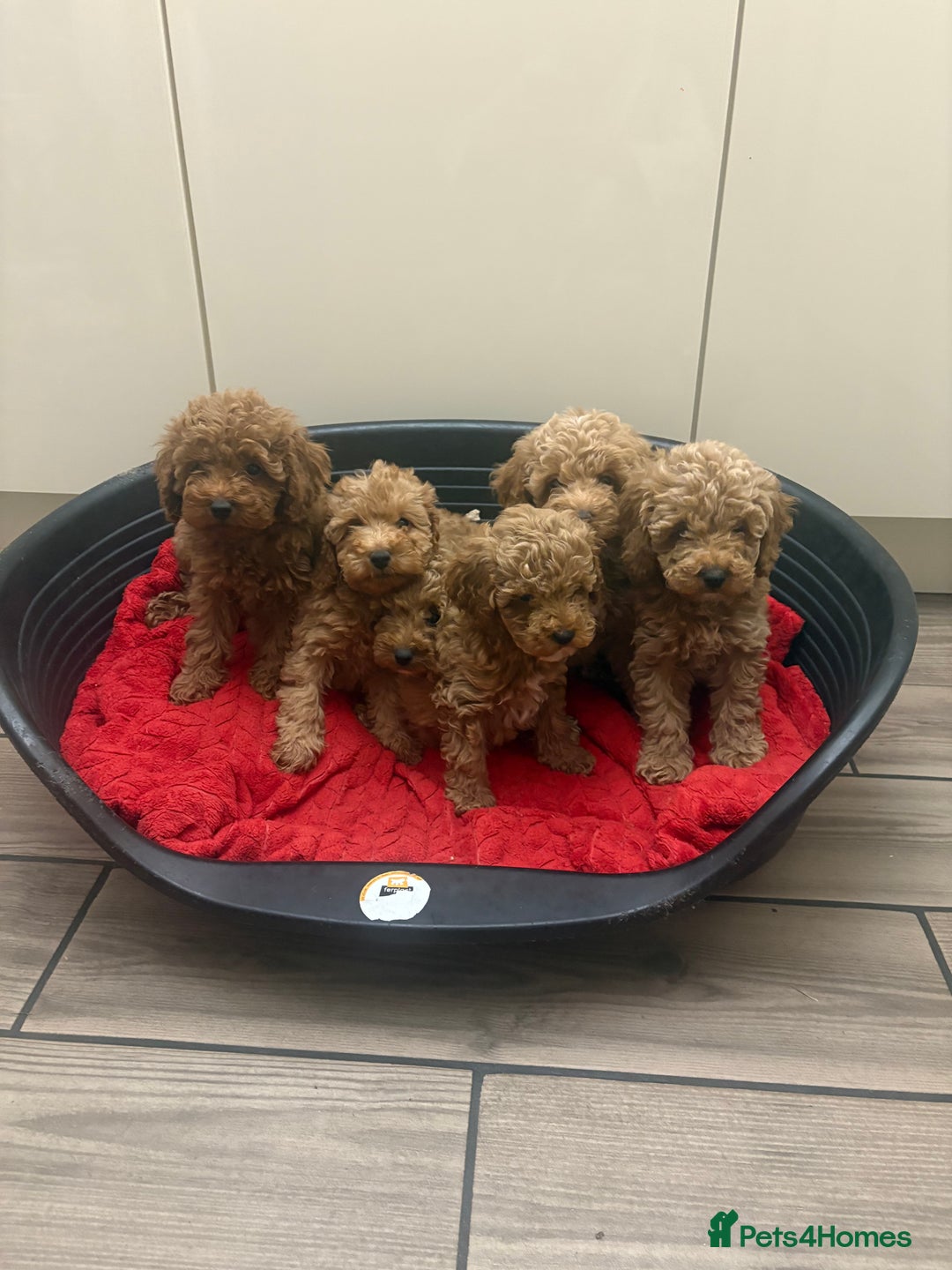Miniature Poodle dogs for sale: Miniature poodle puppies  - Advert 11