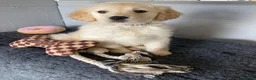 Golden Retriever dogs for sale: Golden retriever  in Romford - Advert 24
