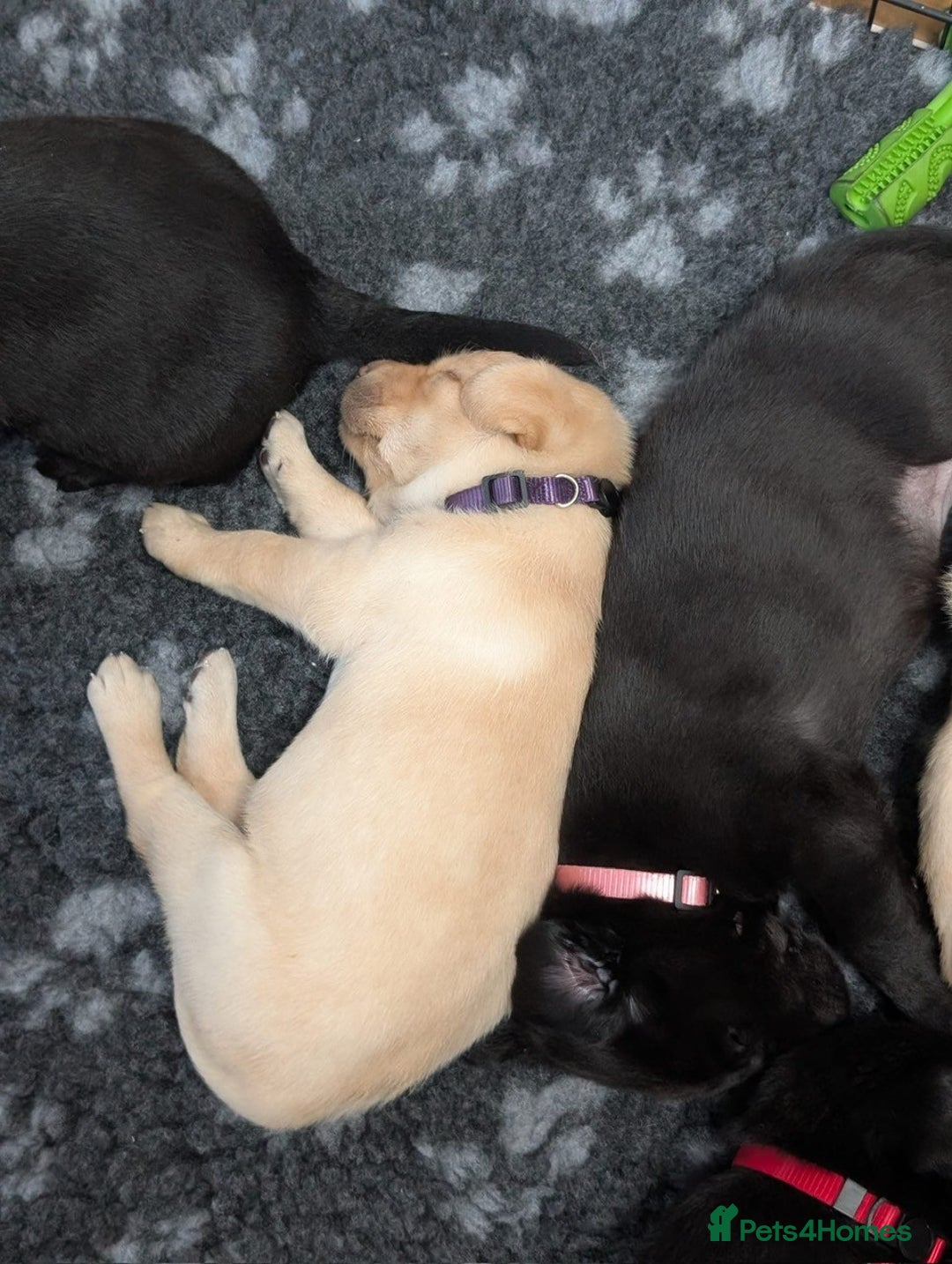 Labrador Retriever dogs for sale: 1 x Black Dog - KC reg, FTCH sired in Droitwich - Image 17