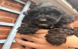 Cockapoo dogs for sale: Cockapoo Puppies (TOY) - Image 21