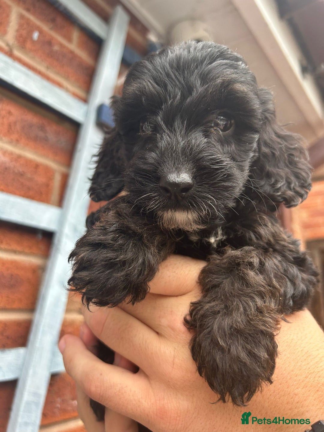Cockapoo dogs for sale: Cockapoo Puppies (TOY) - Image 21