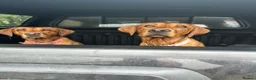Labrador Retriever dogs for sale: Outstanding Litter of Fox Red Labrador Puppies  in Carmarthen - Advert 6