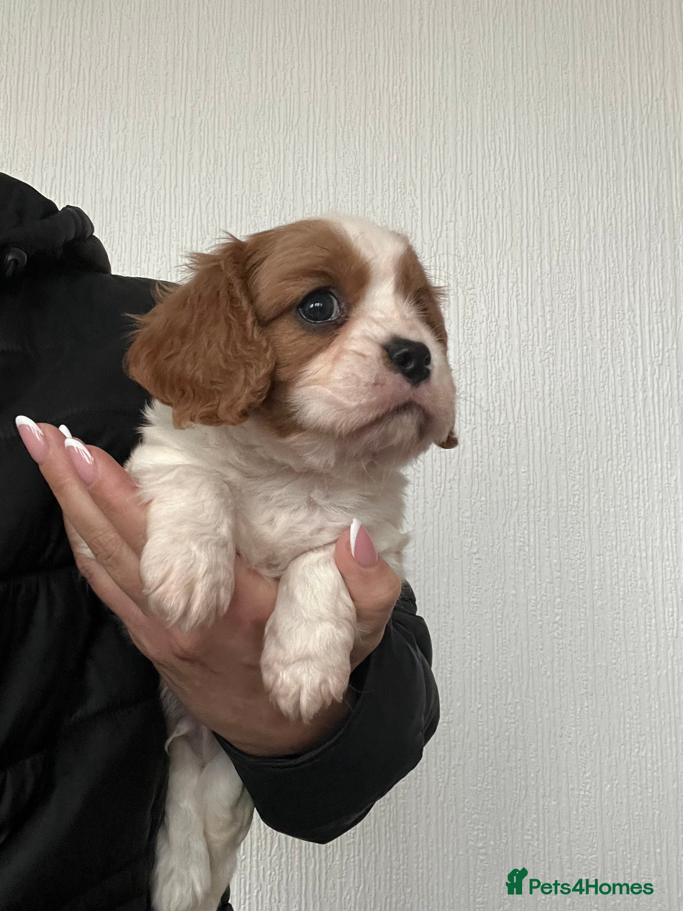 Cavalier King Charles Spaniel dogs Cavalier King Charles puppy’s  - Advert 3