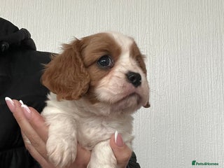 Cavalier King Charles Spaniel dogs Cavalier King Charles puppy’s - Advert 3
