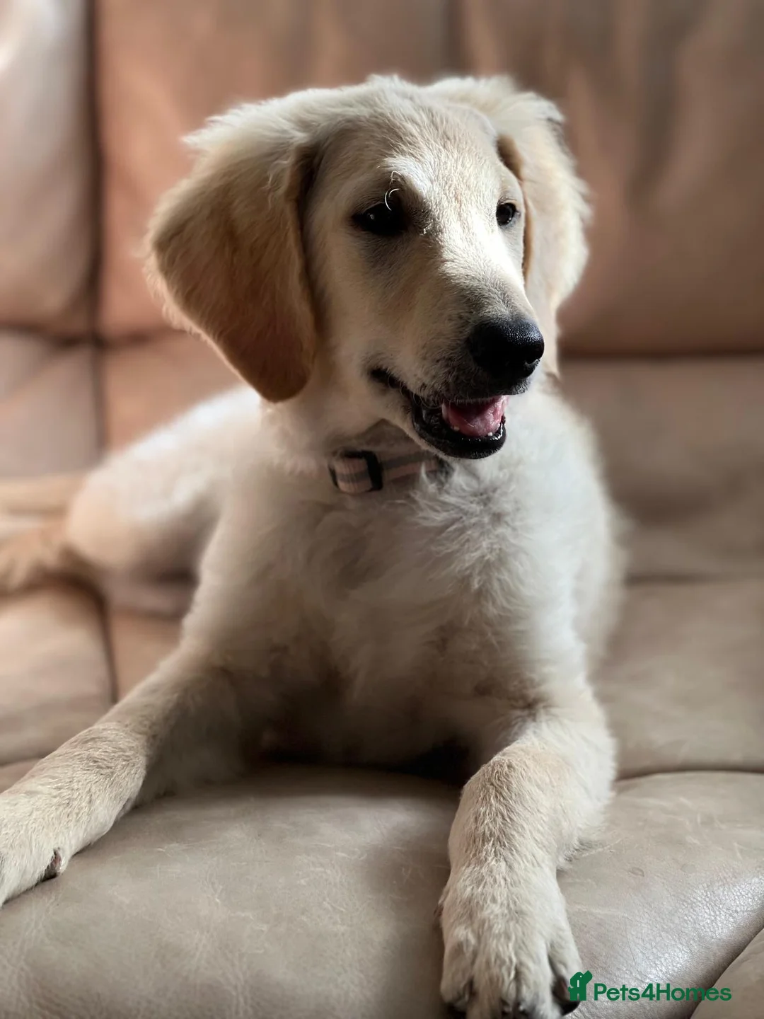 Goldendoodle dogs for sale: 🐾 Goldendoodle large girl ready now 🐾 - Advert 1