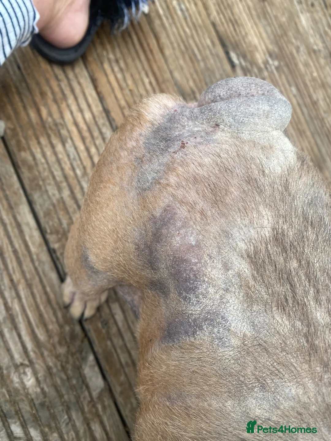 French Bulldog dogs for adoption: 💔 COMPLETELY BROKEN; NEEDS A FOSTER TO ADOPT 💔 - Advert 4