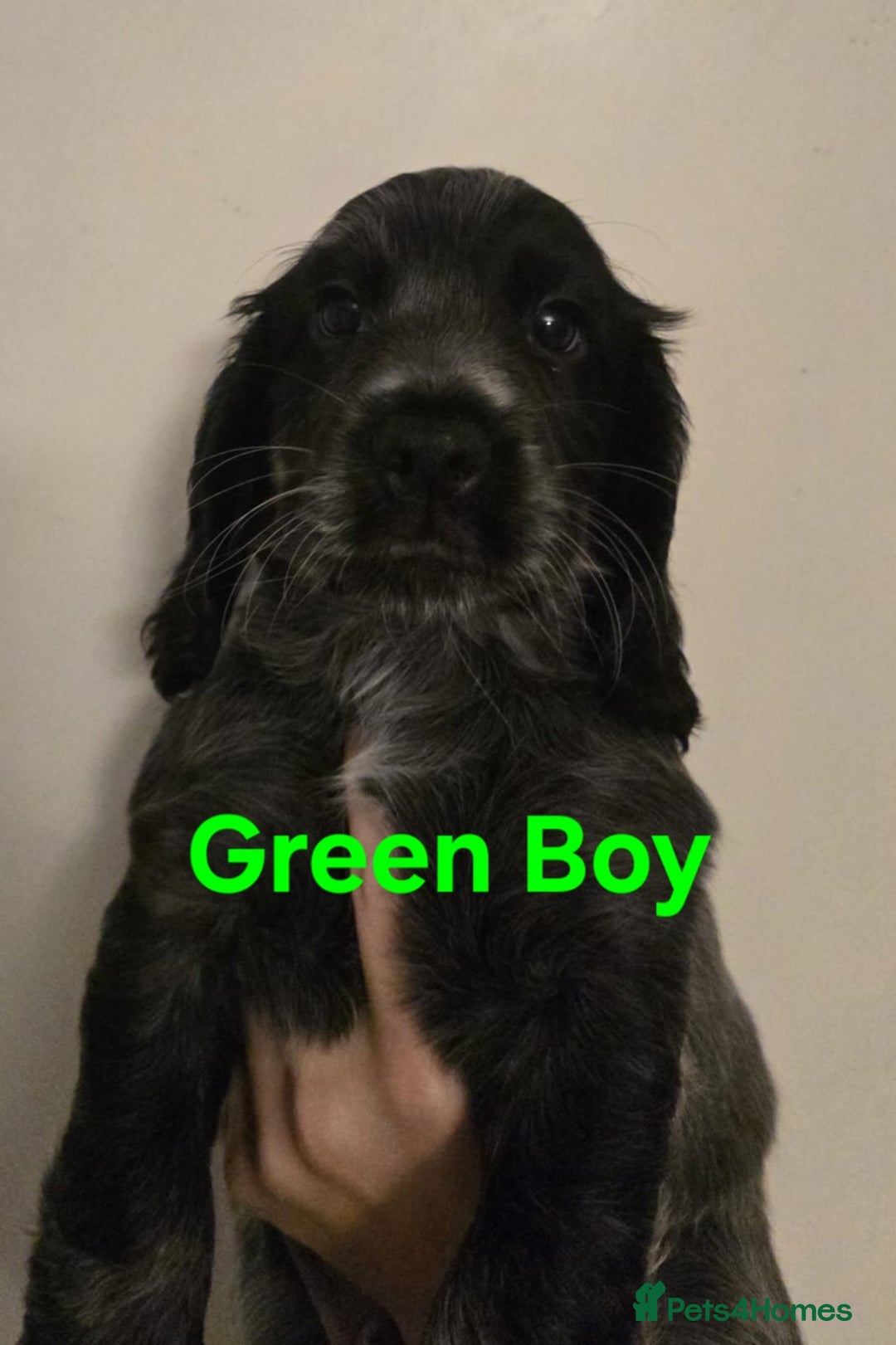 Mixed Breed dogs for sale: Blue Roan Cocker Spaniel Mix  - Image 2