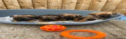 Border Terrier dogs for sale: ⭐️BORDER TERRIERS, KC REGISTERED  - Advert 16