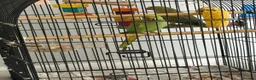 Ringnecks birds for sale: Indian ringneck parakeet in Newcastle upon Tyne - Advert 2
