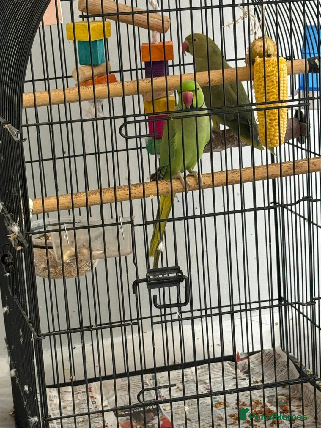 Ringnecks birds for sale: Indian ringneck parakeet in Newcastle upon Tyne - Advert 2