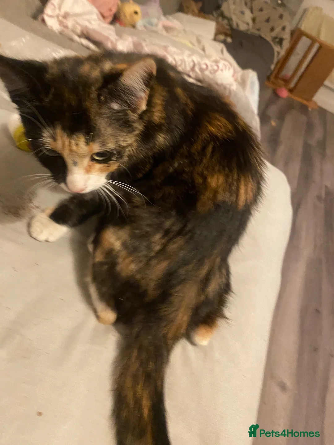 Mixed Breed cats for sale: 🎀 Stunning kittens 🎀 - Advert 2