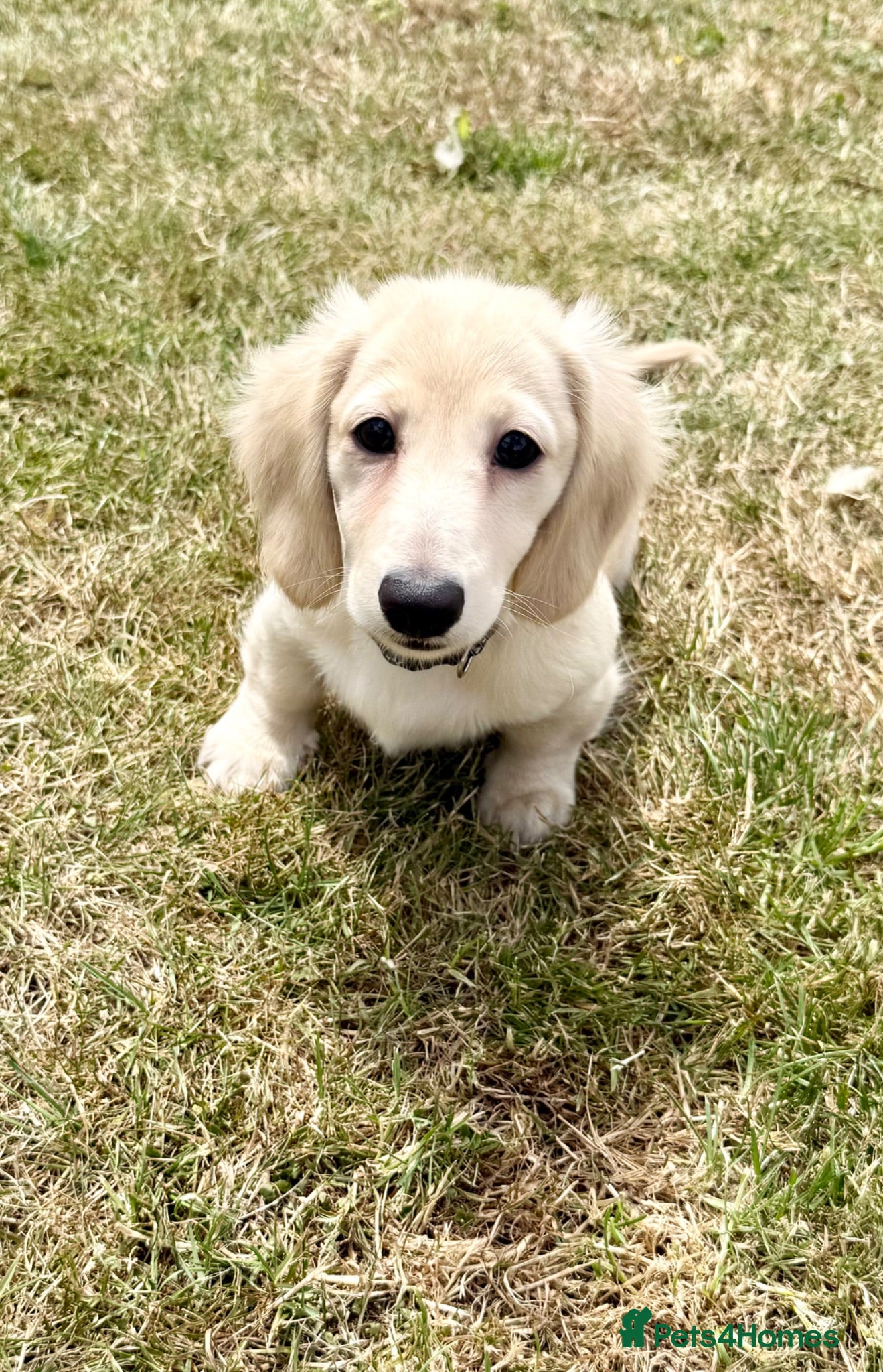 Miniature Dachshund dogs Re available Cream due to let down kc cream - Advert 1