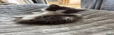 Kitten 
