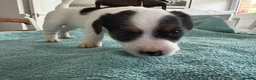 Jack Russell dogs for sale: 1 lovely little girl Jack russell  - Advert 14