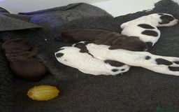 Sprocker dogs for sale: Beautiful Sprocker puppies  - Image 36