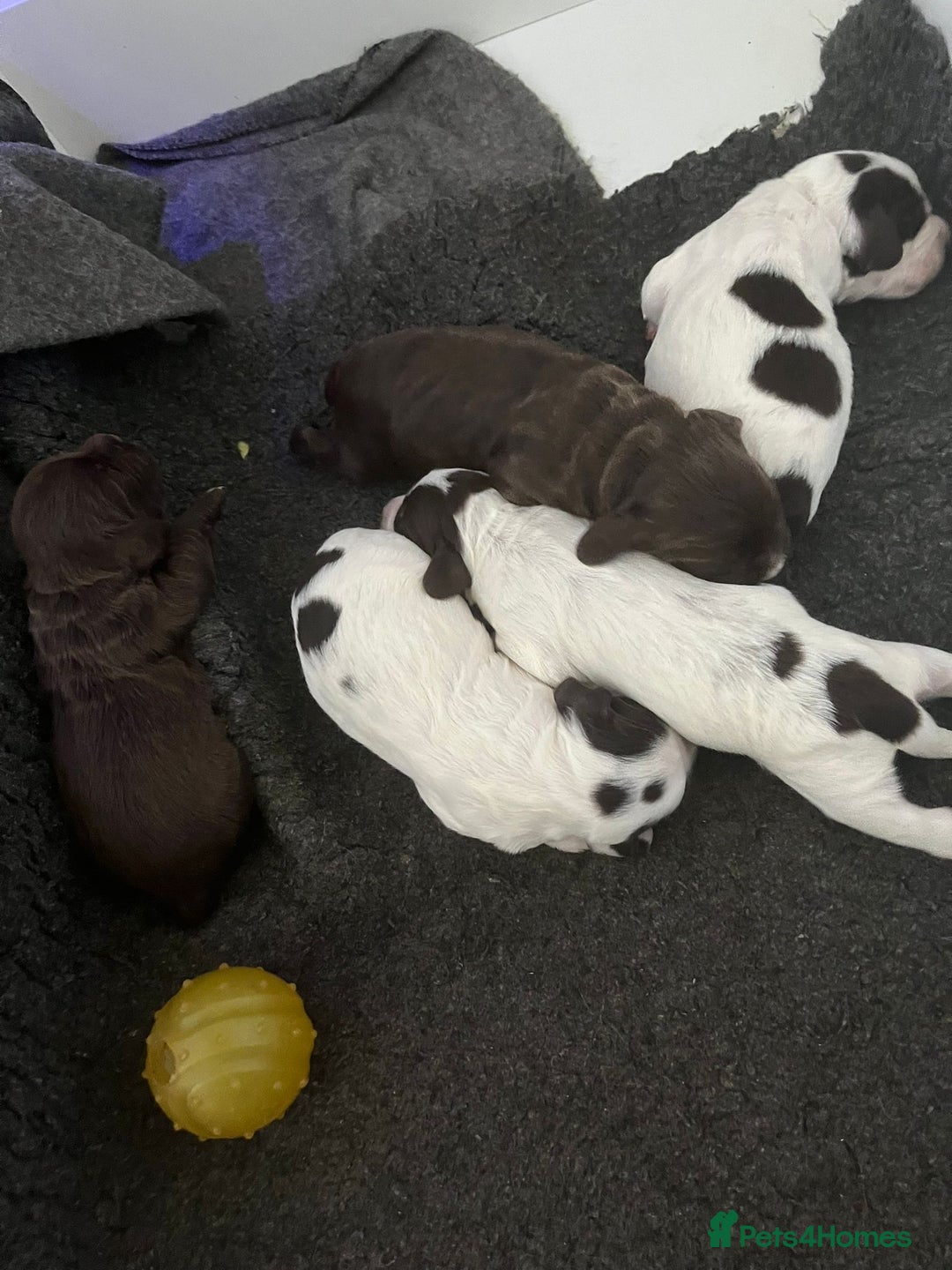 Sprocker dogs for sale: Beautiful Sprocker puppies  - Image 36