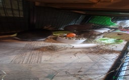 Rex rabbits for sale: Mini rex ready to leave now!! - Image 19