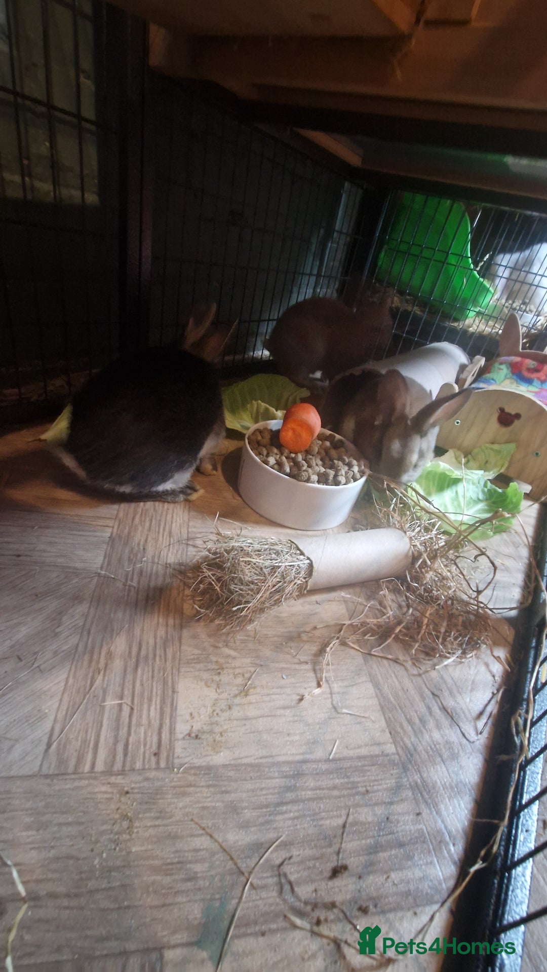 Rex rabbits for sale: Mini rex ready to leave now!! - Image 19