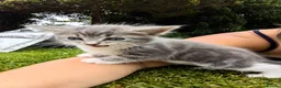 Mixed Breed cats for sale: Need Sale ASAP 3 Kittens & 2 Cats Available  in Gloucester - Advert 17