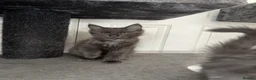 Maine Coon cats for sale: Last litter of the year Super Maine Coons in Blackpool - Advert 9
