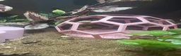 Corn Snake reptiles for sale: Free Snake and Setup – Needs Collecting - Glasgow in Glasgow - Advert 4