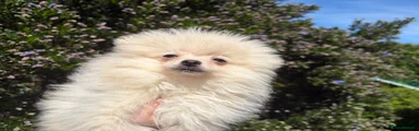 Pomeranian Puppy 1