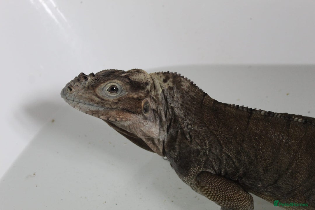 Iguana reptiles for sale: Rhino iguana  - Image 5