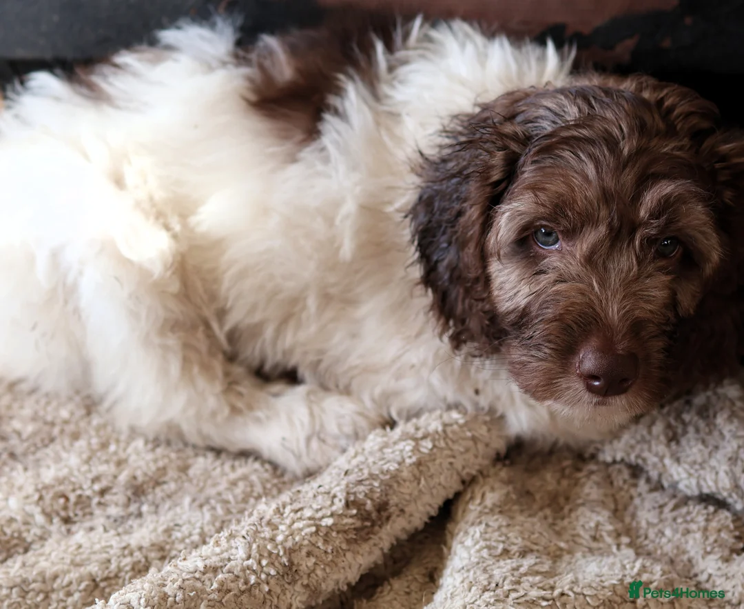 Labradoodle dogs for sale: 🐾🌈 Bred for Potential, Raised for Resilience🐾🌈 - Advert 31