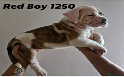 Alapaha Blue Blood Bulldog dogs for sale: IABBR. Health tested. Top lines.  - Advert 34