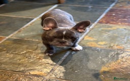 French Bulldog dogs for sale: French bulldog pups KC Reg - Image 4