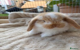 Mini Lop rabbits for sale: Adorable mini lop bunnies  - Image 6