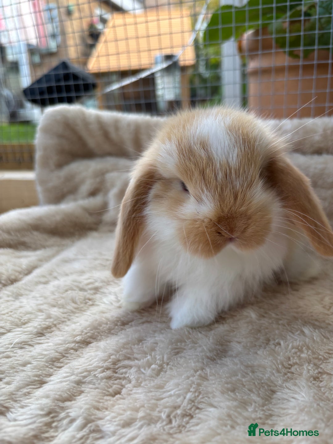 Mini Lop rabbits for sale: Adorable mini lop bunnies  - Image 6
