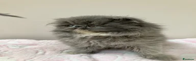 Persian 3