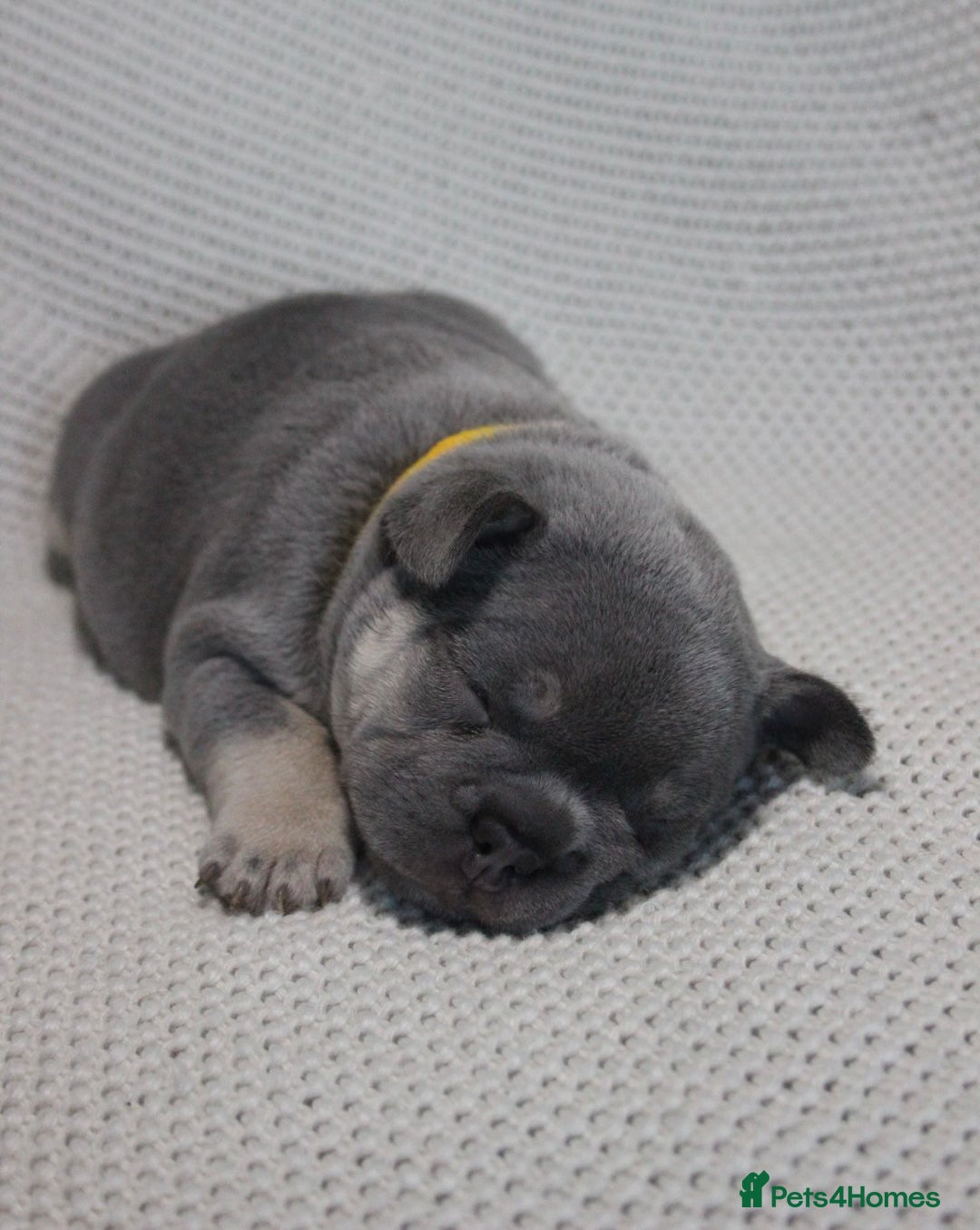 French Bulldog dogs for sale: Last 1 available,New shade Isabella French bulldog - Advert 18