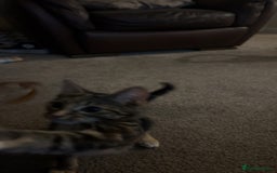 Maine Coon cats for sale: Taby part main coon  - Image 5