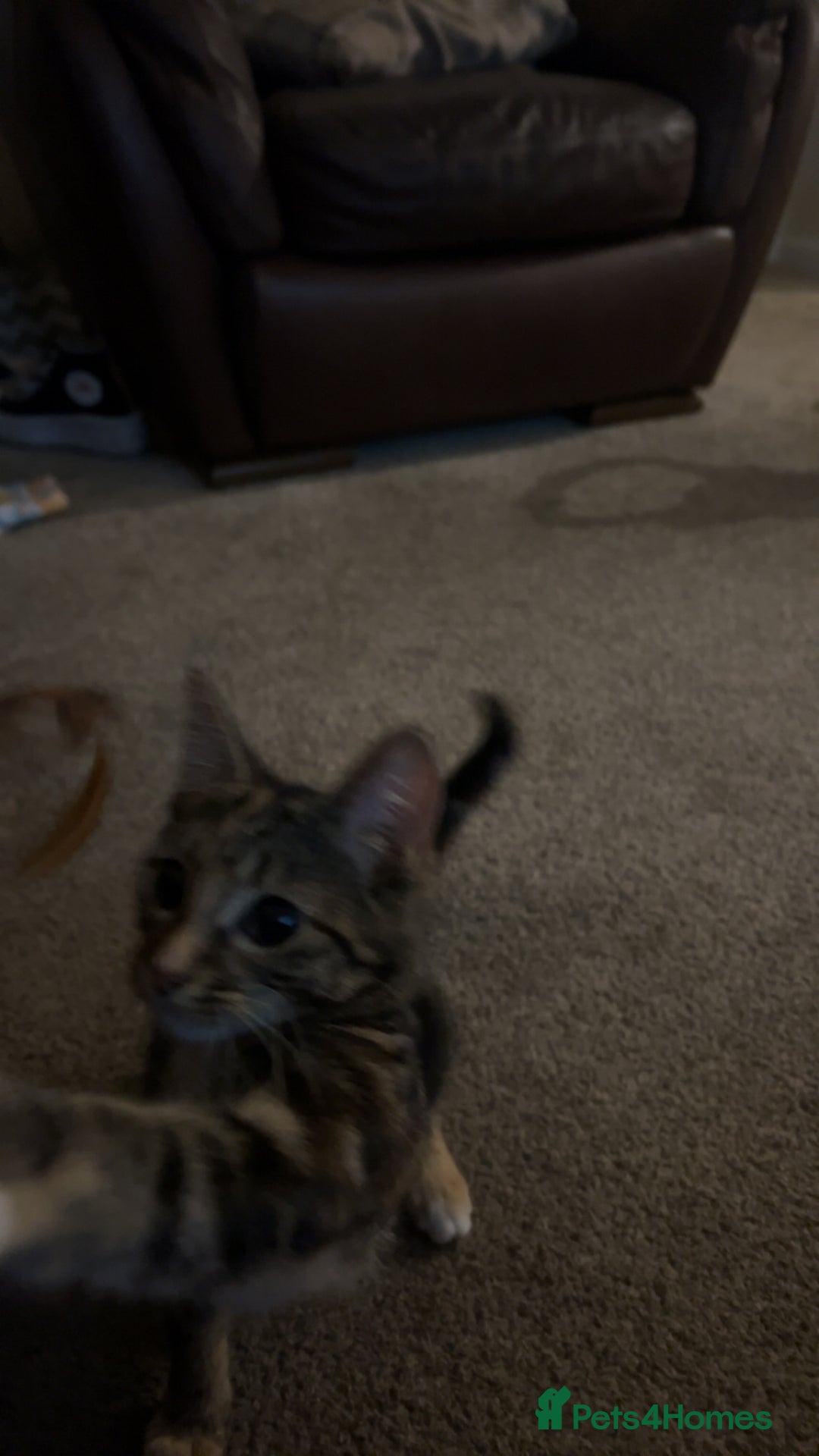 Maine Coon cats for sale: Taby part main coon  - Image 5