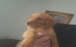 Golden Retriever dogs for sale: Red fox labrador puppy's  - Image 3