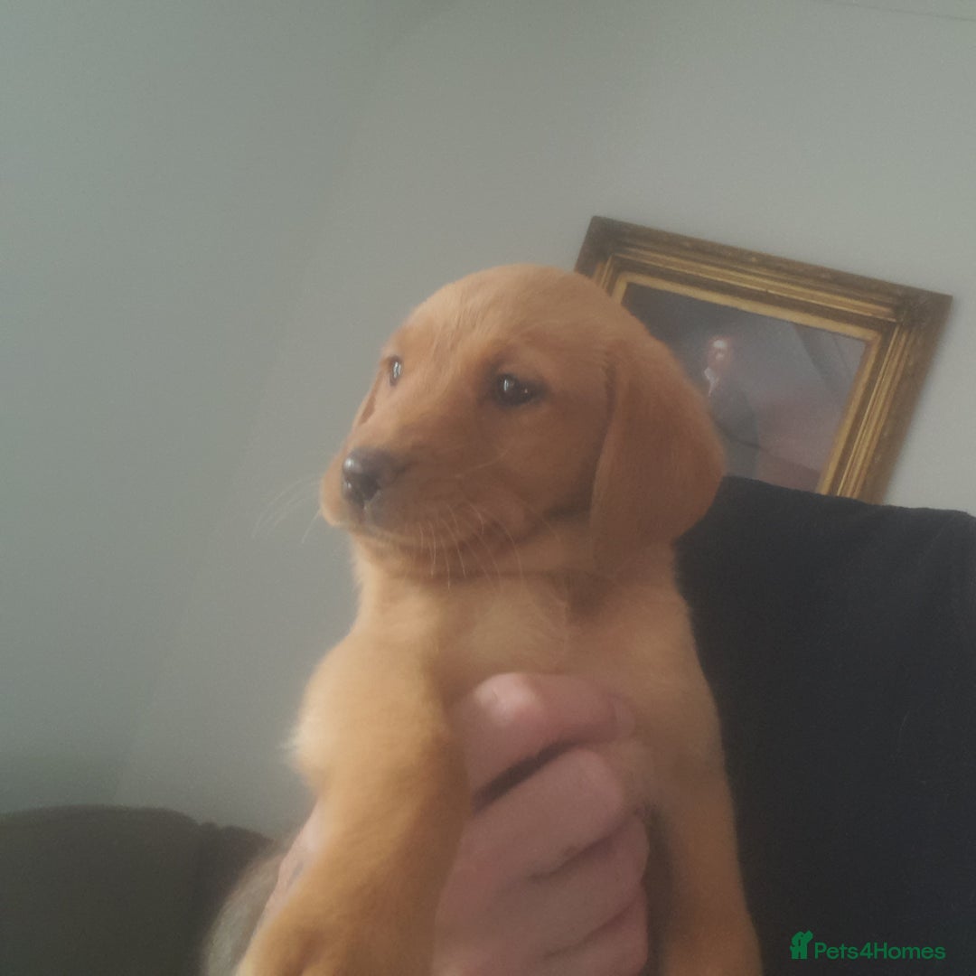 Golden Retriever dogs for sale: Red fox labrador puppy's  - Image 3
