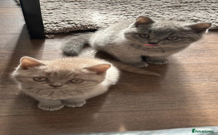 British Shorthair cats - Advert 15