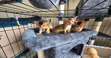 Abyssinian cats - Advert 11