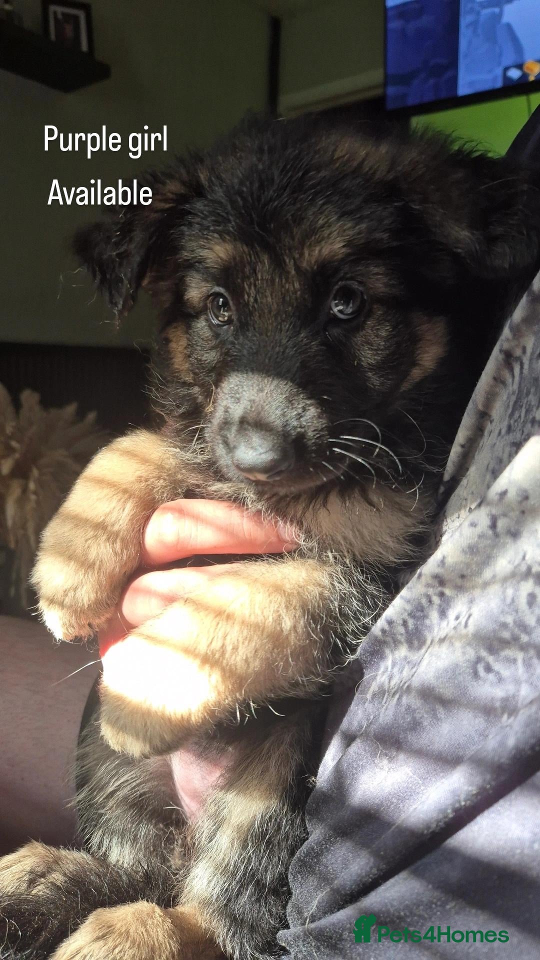 German Shepherd dogs Ready next wknd! gorgeous german shepherd pups🐾 - Advert 2