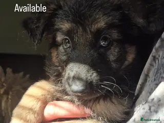 German Shepherd dogs Ready next wknd! gorgeous german shepherd pups🐾 - Advert 4