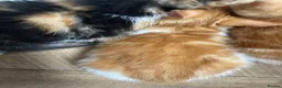 Mixed Breed cats for sale: Mixed litter of fun and friendly kittens. - Advert 3