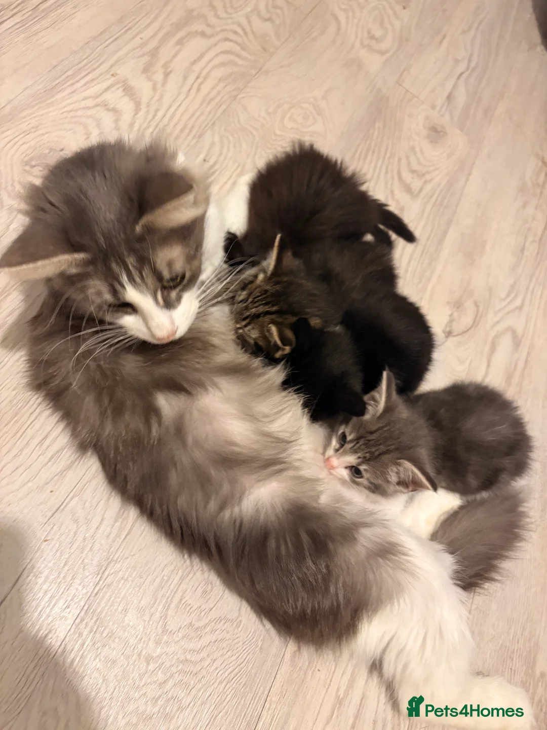 Mixed Breed cats for sale: Half bengal and Norwegian forest cat in Worcester Park - Advert 14