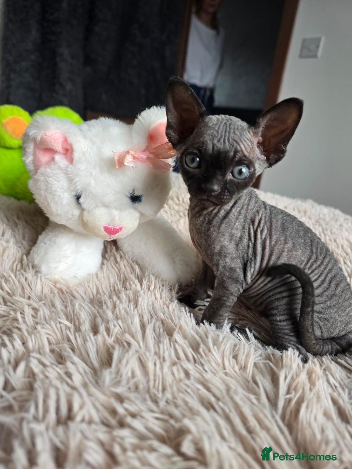 Sphynx cats Adorable kittens  - Advert 13